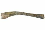 Fossil Dinosaur Ulna Bone - Hell Creek Formation, Montana #184633-1